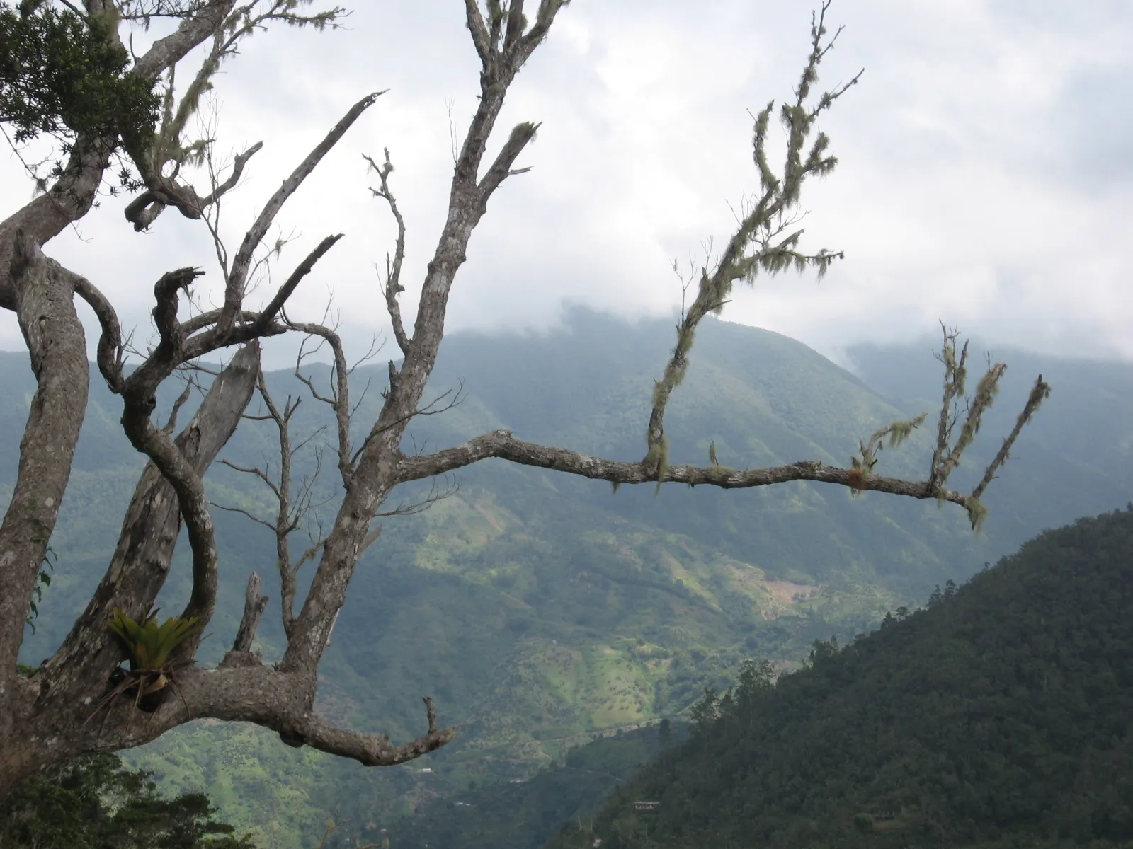 Bewaldete Hänge der Blue Mountains über Kingston, im Vordergrund ein bemooster, kahler Baum