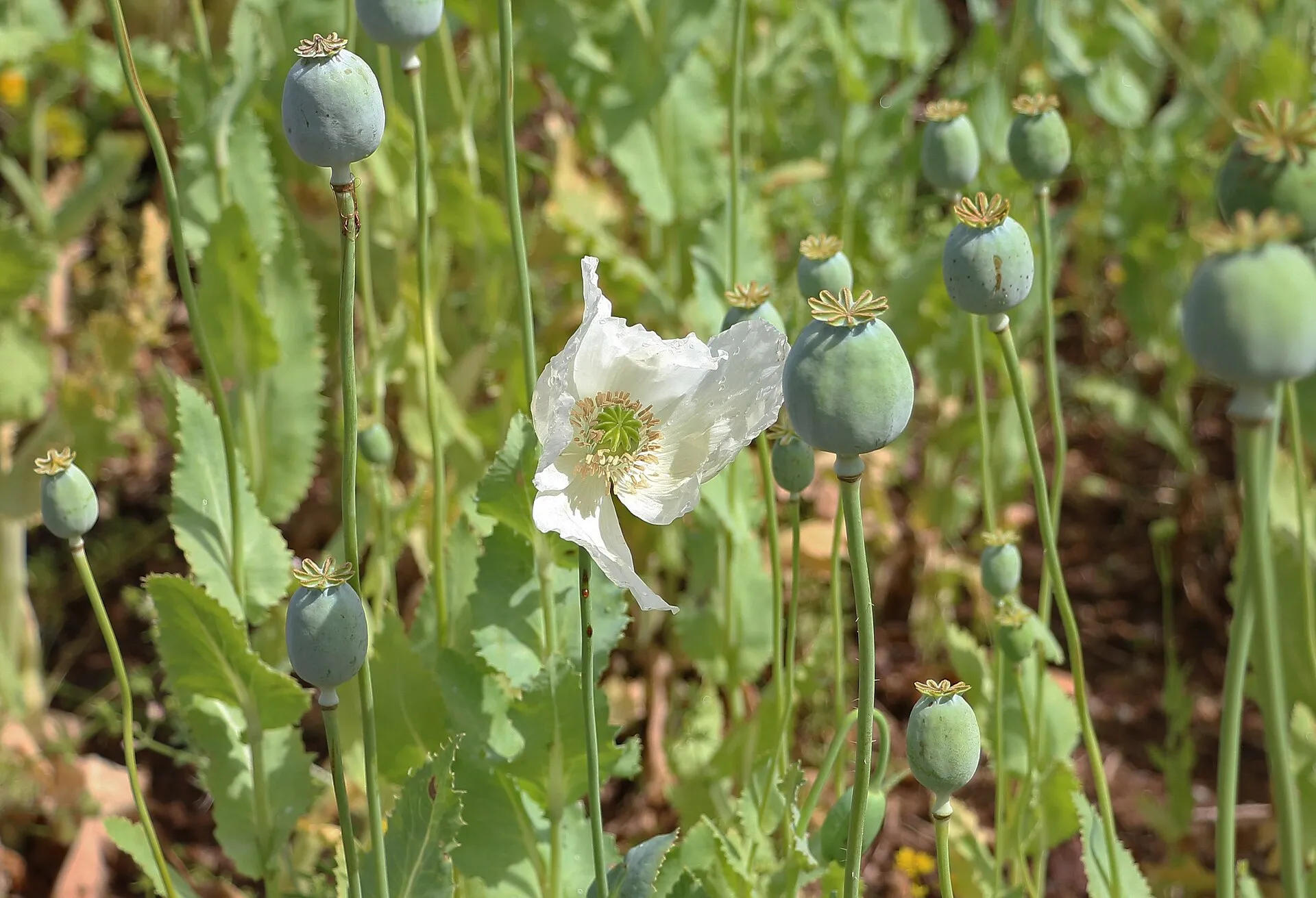 Blühendes Schlafmohnfeld mit weißen und violetten Blüten vor einem Hügelzug