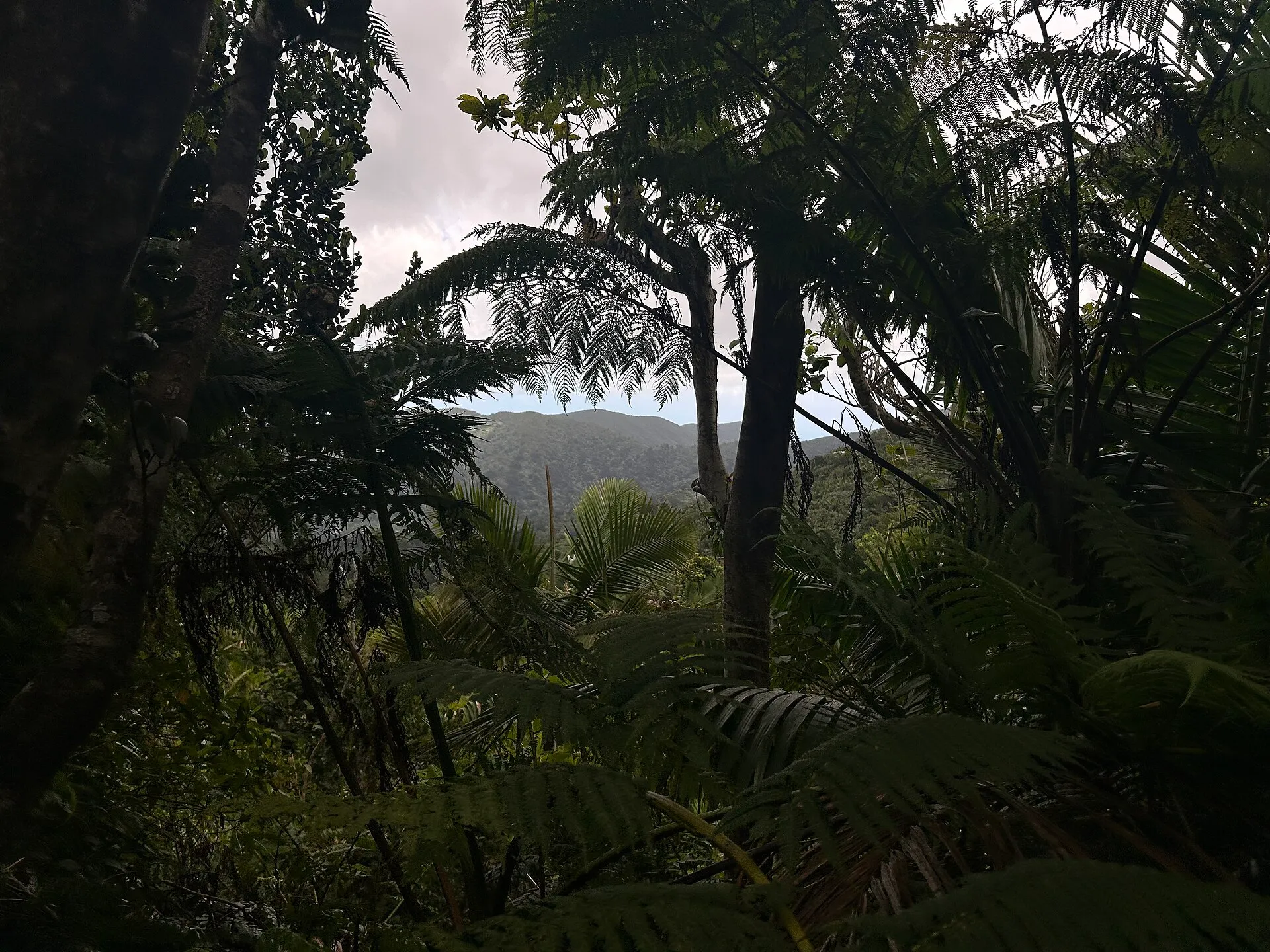 Dichter tropischer Wald in Puerto Rico