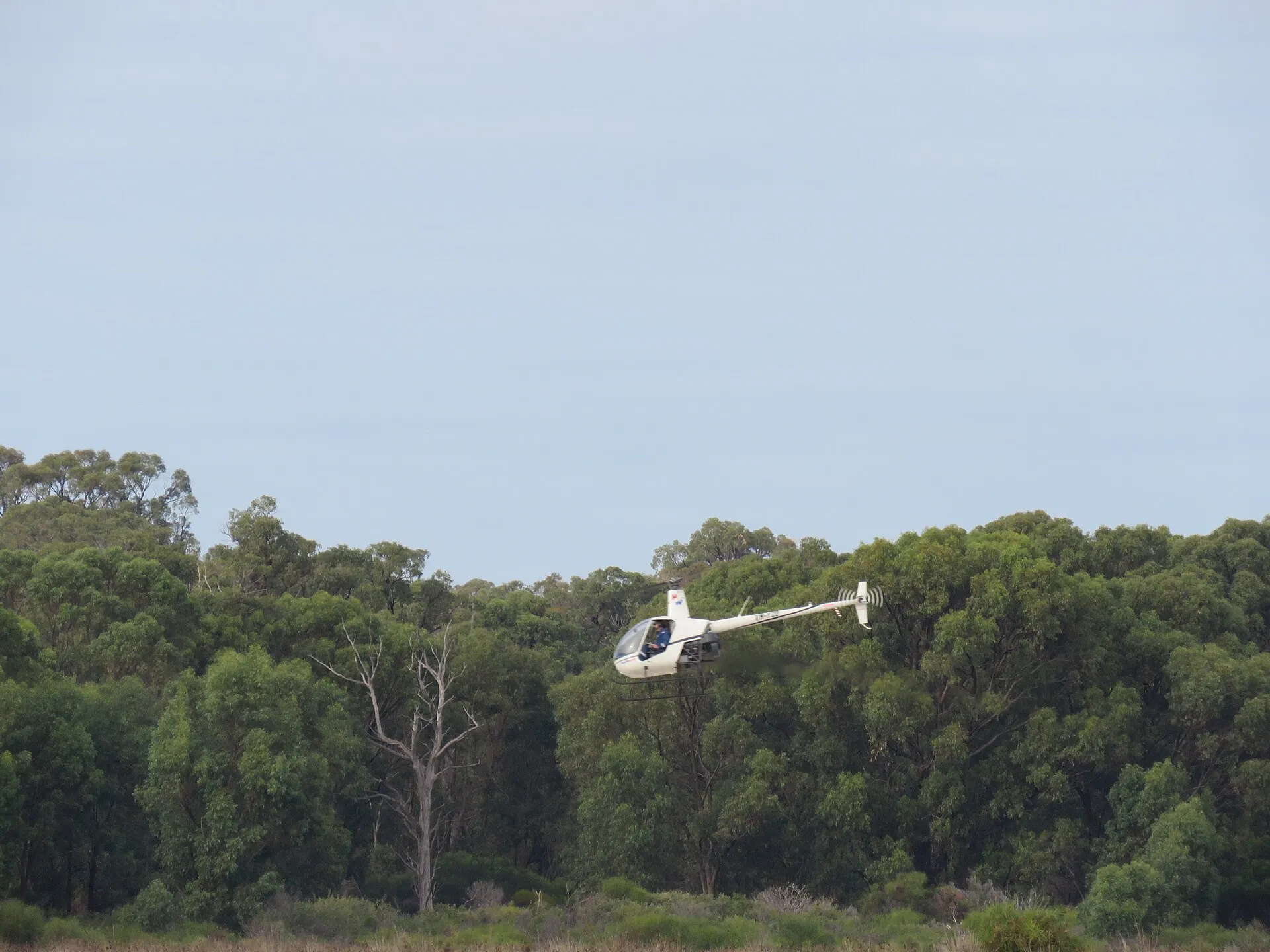Weißer Robinson R22 im Flug über Bäumen