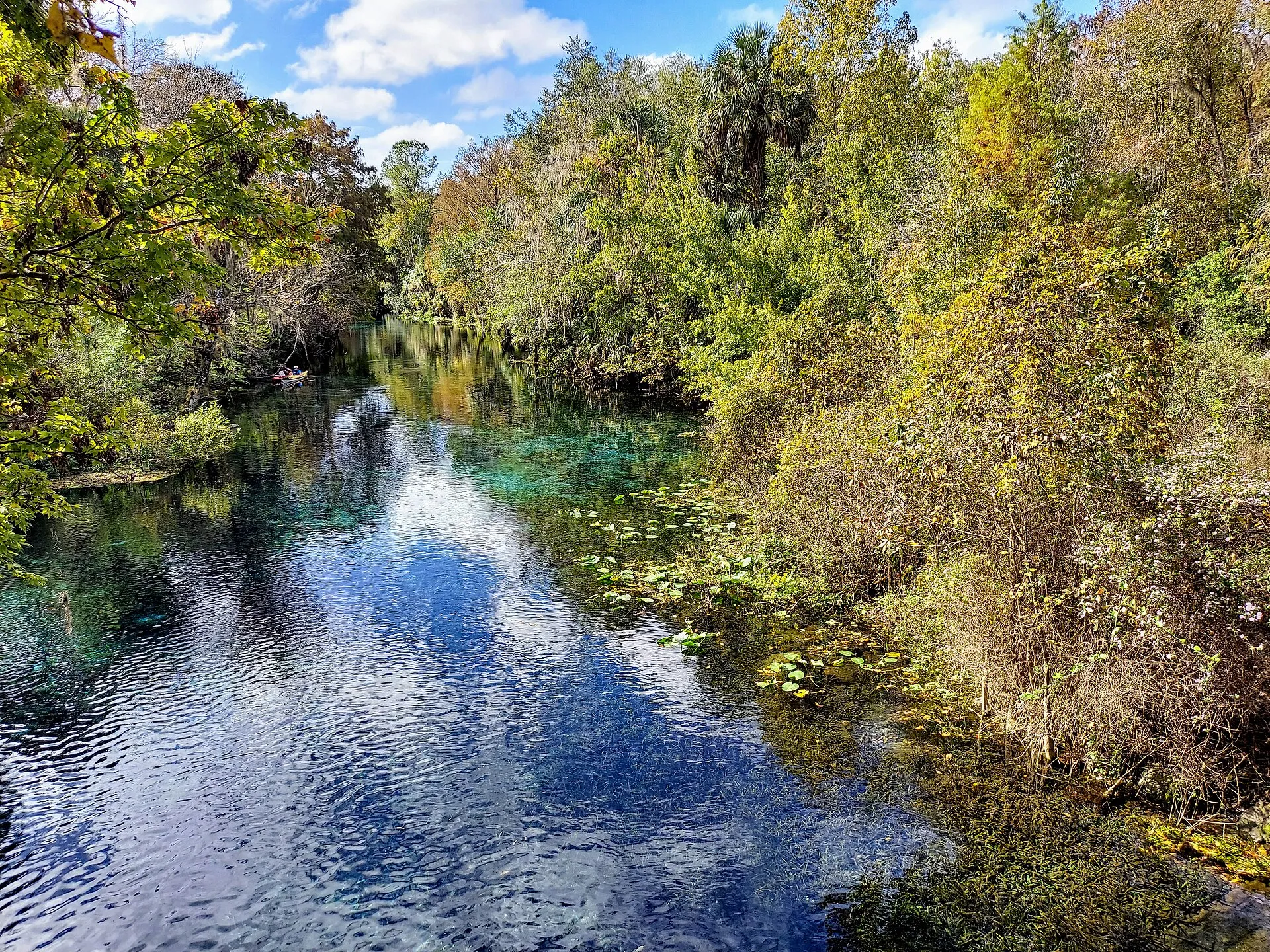 Klares Quellwasser mit Seerosen und dichtem Uferbewuchs im Silver Springs State Park in Florida